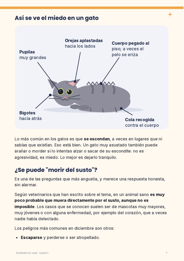 Página: así se ve el miedo en un gato